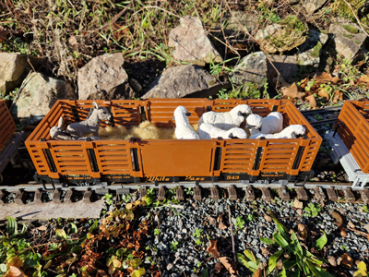 Tiertransport, Viehwagen 3-D-Druckdateien
